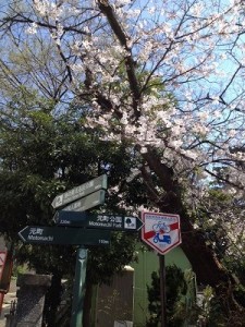 2015年3月サロン前の桜